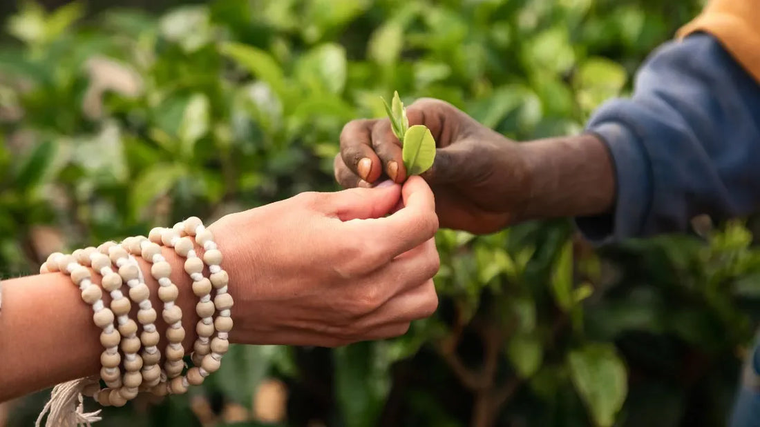 What Is Ethical Coffee Sourcing? (And Why Fair Trade Isn't Enough)